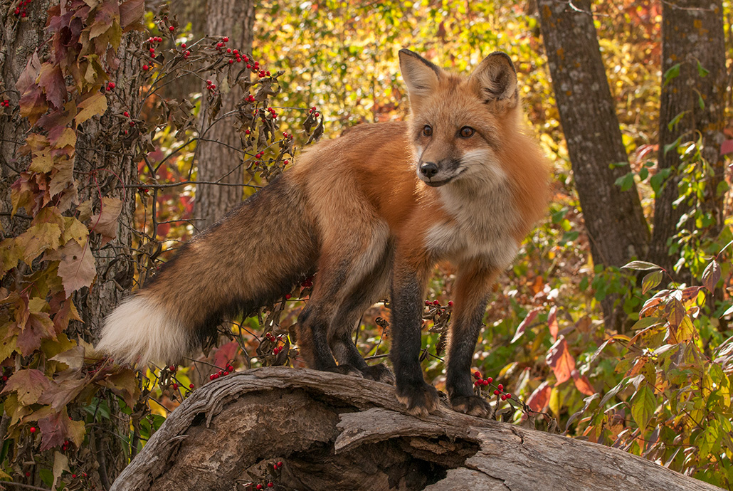 a red fox stands on a log in front of a cluster of trees that have leaves changing colors for the fall