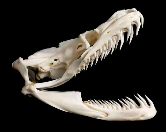 A photograph of a snake skull with sharp fangs against a black background.